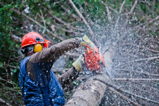 tree removal plainfield il, tree removal service plainfield il, tree service plainfield, il, Joliet Tree Service Specialists