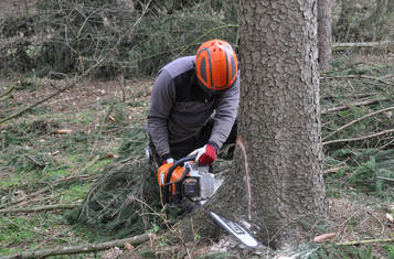 tree removal joliet il, tree removal, tree service, tree service joliet il