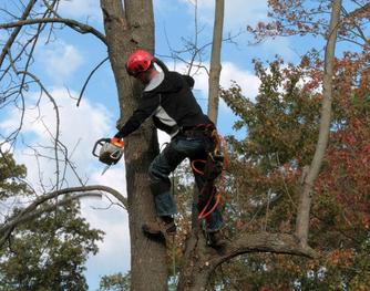 Tree care, tree service Joliet